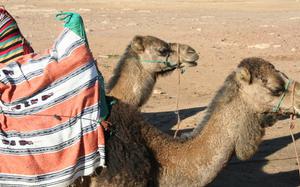 Camellos