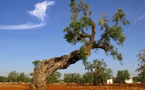 Paisaje t�pico