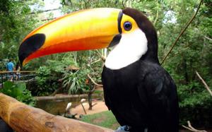 Foz Iguazu