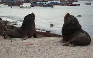 Iquique