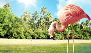 Aruba Aruba
