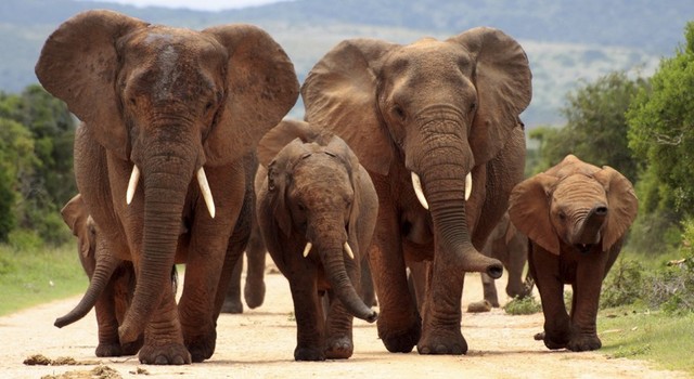 Leyendas de Sudfrica y la Ruta Jardn 4