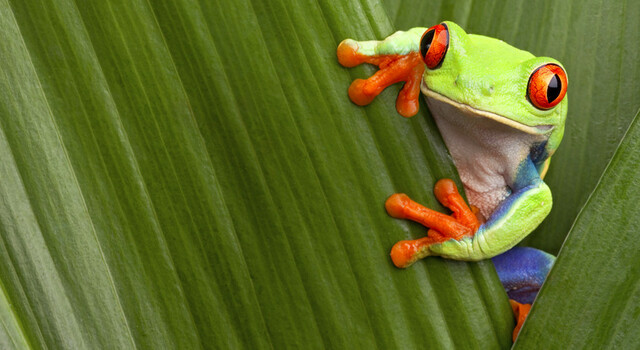 ANTICIPAT 453622 Costa Rica Tropical 5 D�as, Escapada Corta 3