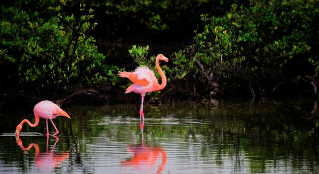Paquete a Aruba 5