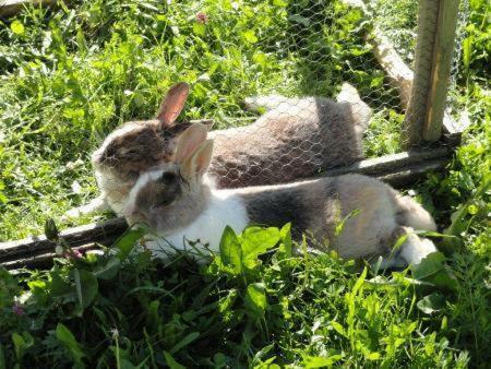 Apartamento S'landhaus