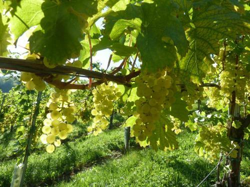 Apartamento Weingut- G�stezimmer Marko
