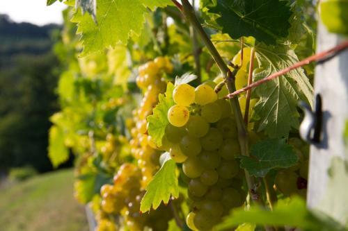 Bed & Breakfast Weingut Schwarzl