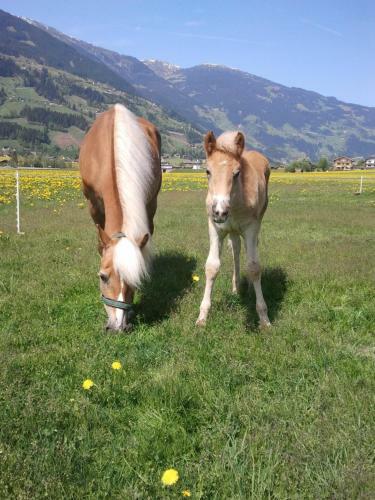 Apartamento Larchergut