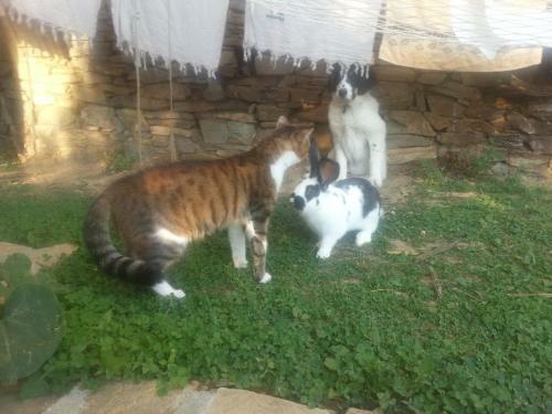 Agroturismo Guest House Vesko & Suzi