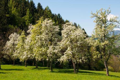 Chalet Hinterweiding-gut