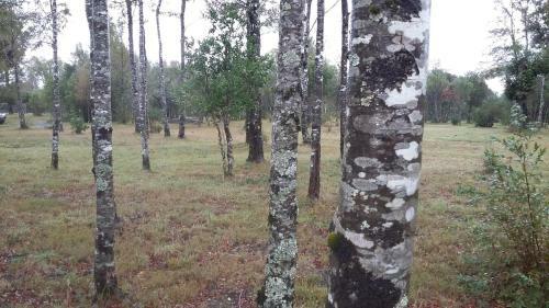 Caba�as Monte Alto