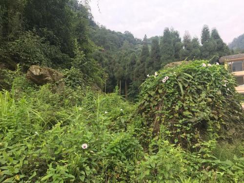 Mount Emei Feng Lin Yue Hotel