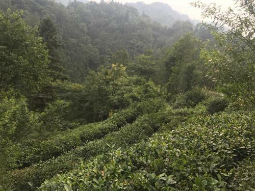 Mount Emei Feng Lin Yue Hotel