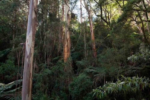 Tall Trees Retreat