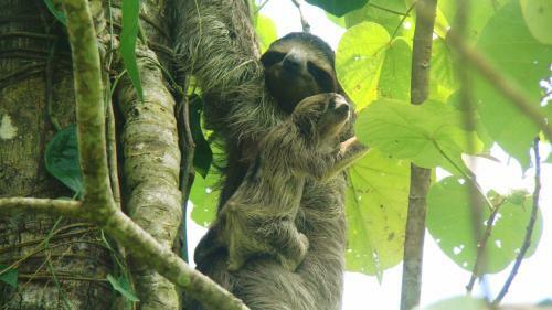 Karibik Lodge Cahuita