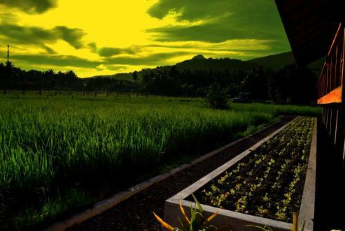 Guerrera Rice Paddy Villas