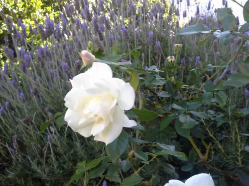 Albergue Upperbloem