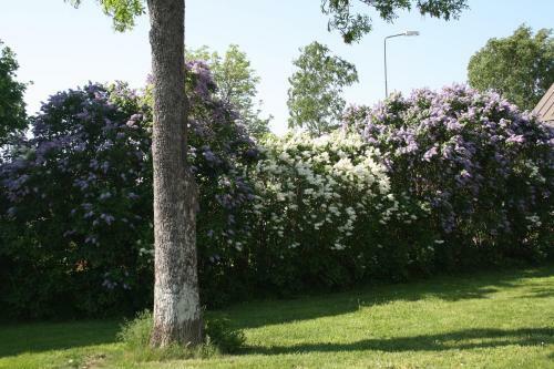 Bed & Breakfast G�sthem Kronan
