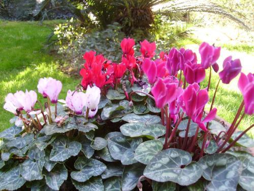 Bed & Breakfast Antica Villa La Viola