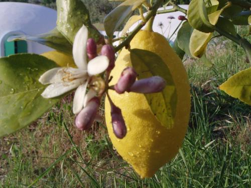 Bed & Breakfast Giardino Di Sicilia