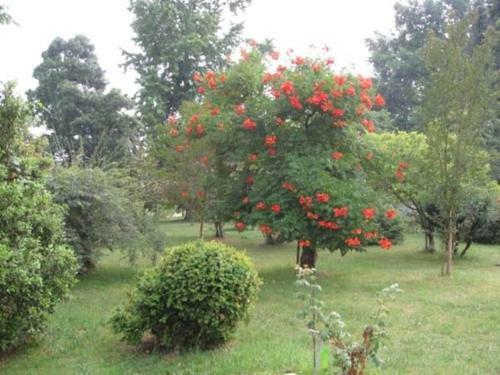 Hostal Chambres D'h�tes Le Chardon Fleuri