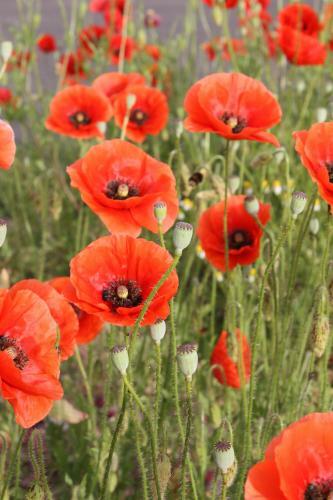 Apartamentos Les Coquelicots
