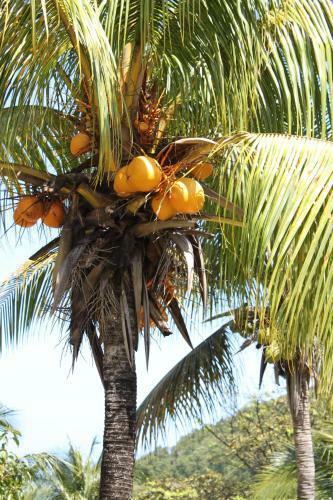 Coeur Caraibes