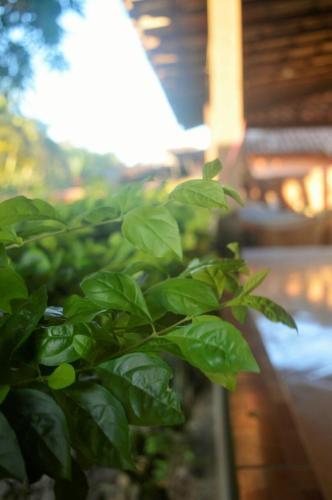 Gard�nia Cama & Caf�