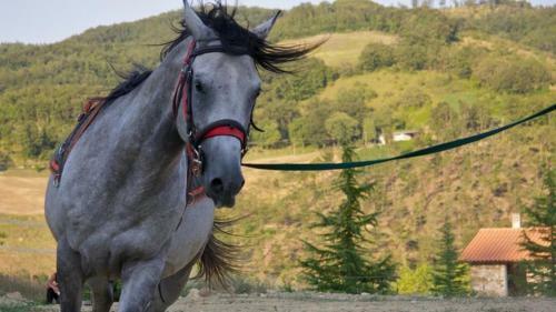 Agroturismo Agriturismo Il Moro