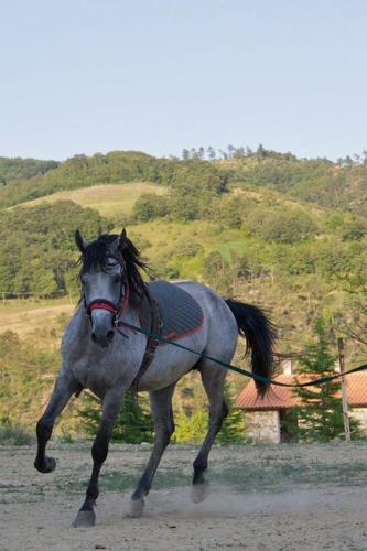 Agroturismo Agriturismo Il Moro