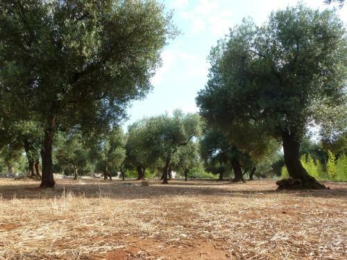 Agroturismo Tenuta Serre