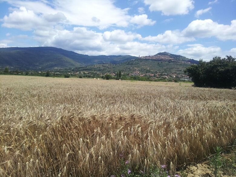 Agroturismo Il Gelso Di Mario