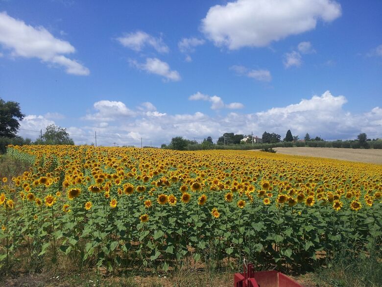 Agroturismo Il Gelso Di Mario