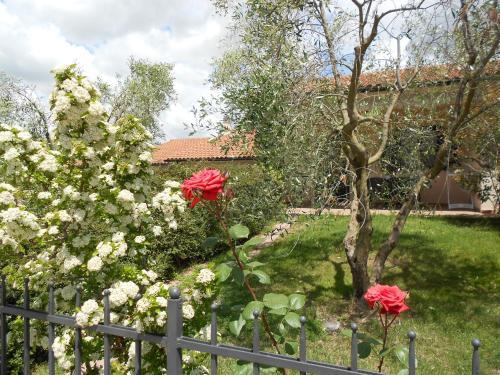 Agroturismo Poggio Degli Olivi