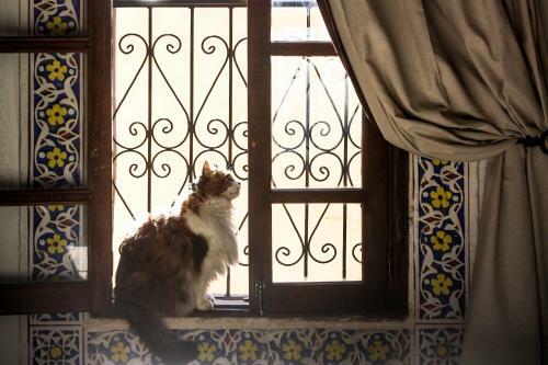 Riad Dar El Bali