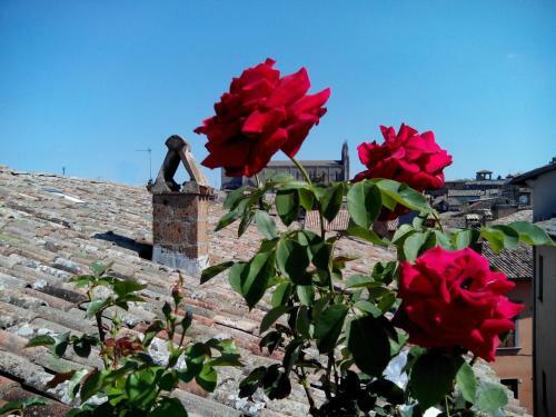 B&B Orvieto In Terrazza