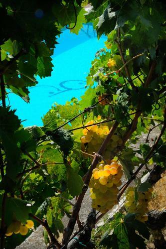 Agroturismo Poggio Dei Gorleri