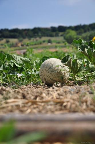 Agroturismo Il Contadino E Il Mare