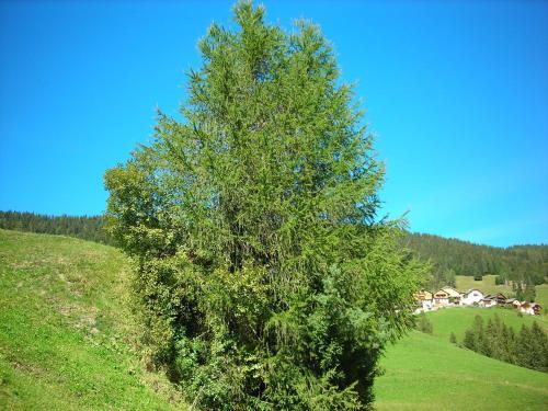 Apartamento Appartamenti Gogn
