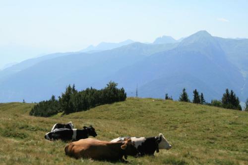 Alphotel Tyrol