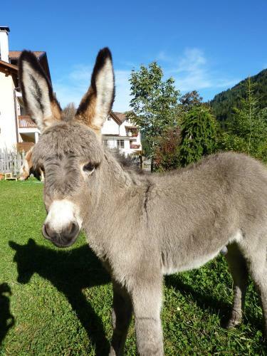 Alphotel Tyrol