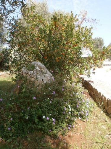 Trullo Villa Giuliana