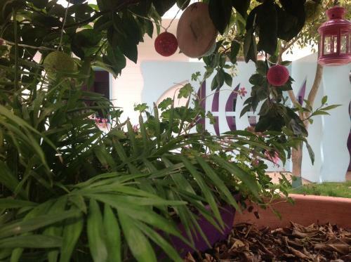 Bed & Breakfast A Casa Di Lolu