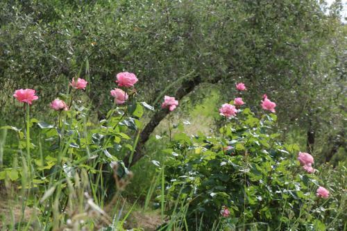 Bed & Breakfast Casa Lisetta