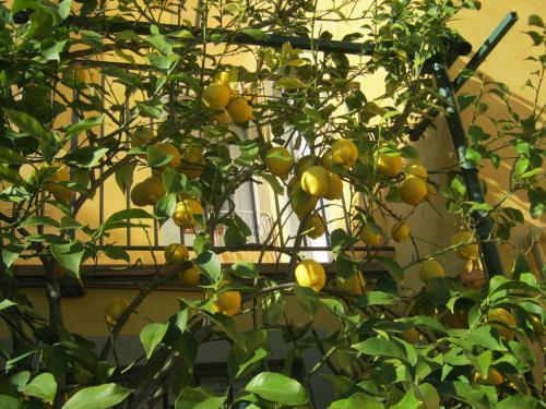 Holiday Home Il Borgo Degli Agrumi
