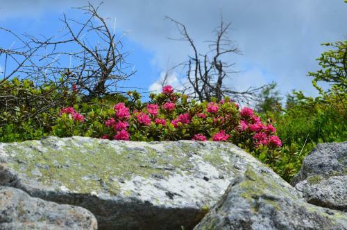 Hotel Alpenrose