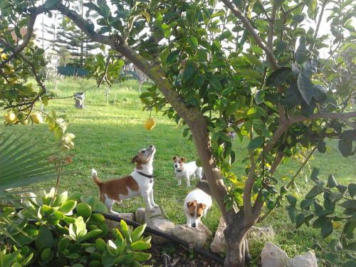 Agrib&b Lemontree Garde'n