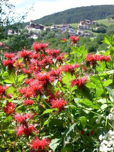 Apartamento Sonnleitn