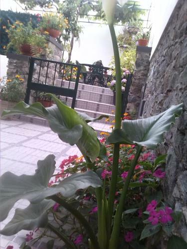 Maravilhas House