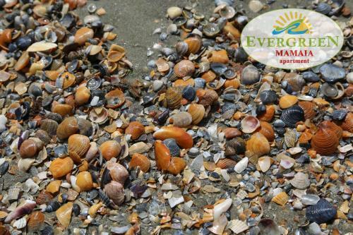 Apartamento Evergreen Vlas Mamaia